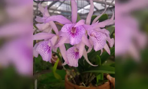 
				
					Feiras de flores trazem opções de presente para o Dia das Mães, em João Pessoa
				
				