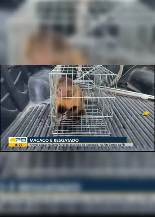 
                                        
                                            Macaco que revirou casa no Sertão da Paraíba é resgatado pela Polícia Ambiental
                                        
                                        