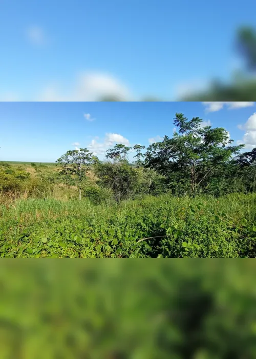 
                                        
                                            Projeto realiza ações de reflorestamento em áreas da Mata Atlântica, na PB
                                        
                                        