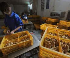 Primeiro caso de gripe aviária H10N3 em humano é registrado na China