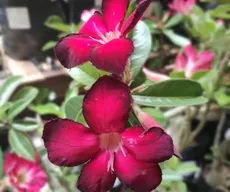 Festival de flores conta com opções de presentes para Dia dos Namorados