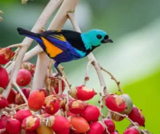 Aves em risco na Paraíba