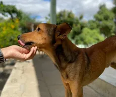 Centro de Zoonoses promove semana de adoção de cães e gatos, em Campina Grande