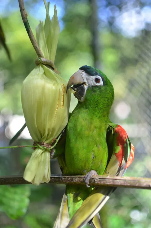 
				
					Animais da Bica recebem alimentação temática na semana do São João
				
				