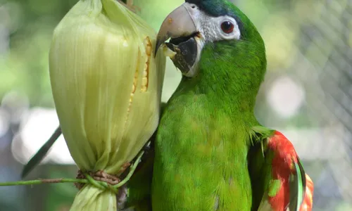 
                                        
                                            Animais da Bica recebem alimentação temática na semana do São João
                                        
                                        