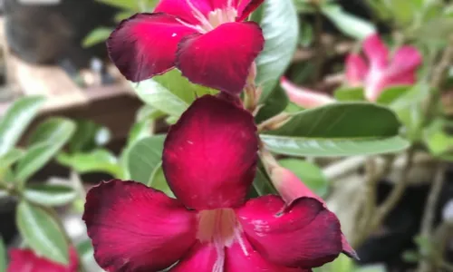 
                                        
                                            Festival de flores conta com opções de presentes para Dia dos Namorados
                                        
                                        