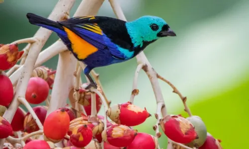 
				
					Aves em risco na Paraíba
				
				