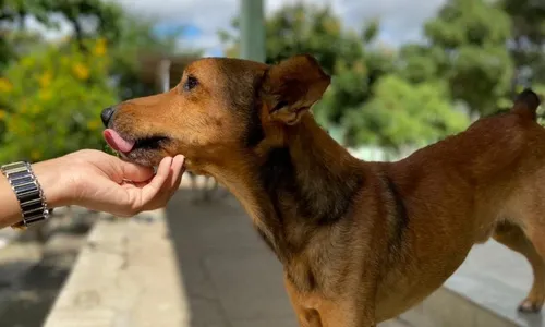 
                                        
                                            Centro de Zoonoses promove semana de adoção de cães e gatos, em Campina Grande
                                        
                                        