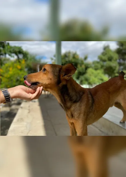 
                                        
                                            Centro de Zoonoses promove semana de adoção de cães e gatos, em Campina Grande
                                        
                                        