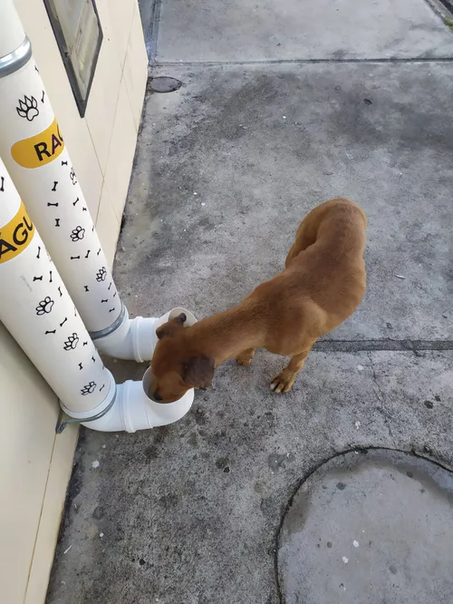 
				
					Protetores improvisam abrigos para acolher animais de rua que sofrem com o frio
				
				