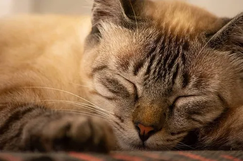 
				
					"Eu acho que vi um gatinho"
				
				