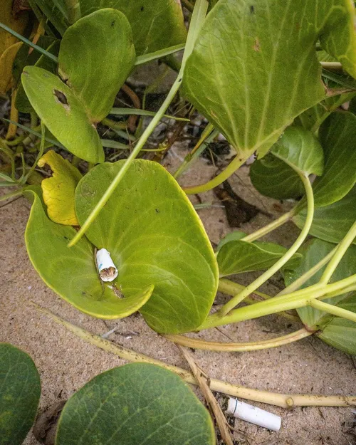 
				
					Exposição fotográfica retrata impacto ambiental do descarte de lixo em praias
				
				