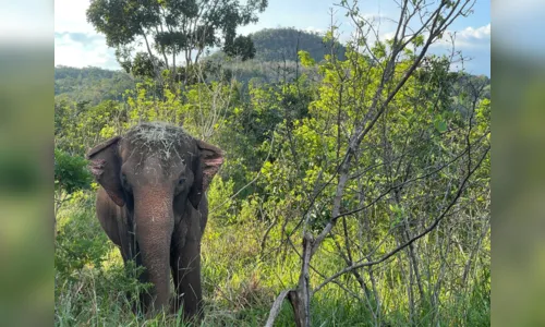 
				
					Elefanta Lady tem vida de cuidados, autonomia e descanso após vida difícil
				
				