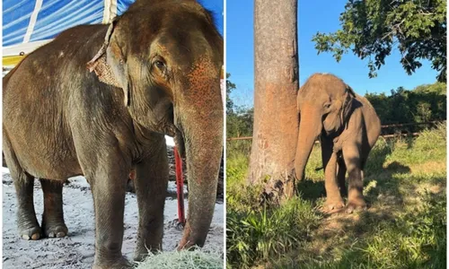 
                                        
                                            Elefanta Lady tem vida de cuidados, autonomia e descanso após vida difícil
                                        
                                        