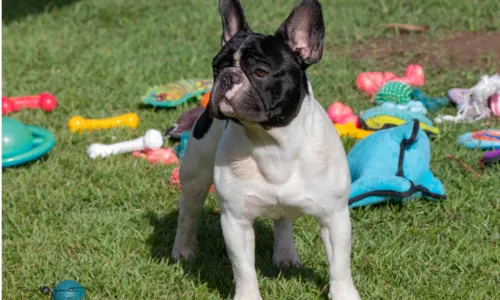 
                                        
                                            Desfile de pets e 'cãominhada': evento oferece programação para animais em João Pessoa
                                        
                                        