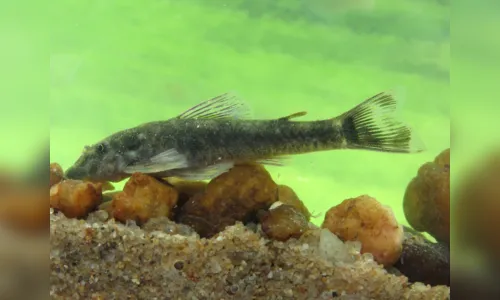 
				
					Nova espécie de peixe recebe nome em homenagem a Jackson do Pandeiro
				
				