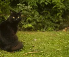 Já cruzou com um gato preto hoje?