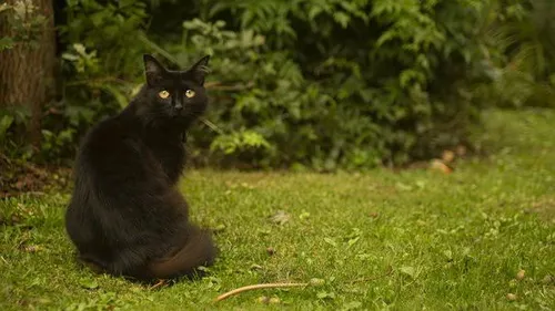 
				
					Já cruzou com um gato preto hoje?
				
				