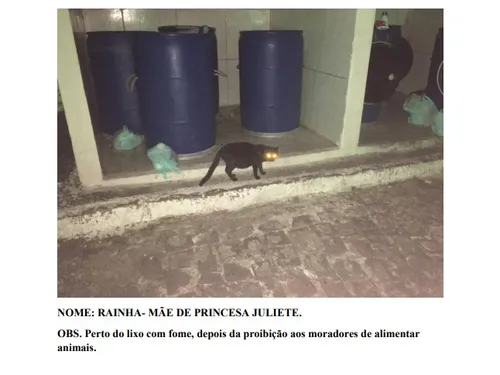 
				
					Mais de 20 gatos entram na Justiça contra condomínio que tenta impedir animais no local
				
				