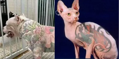 
				
					Câmara dos Deputados aprova proibição de tatuagem e piercing em cães e gatos
				
				