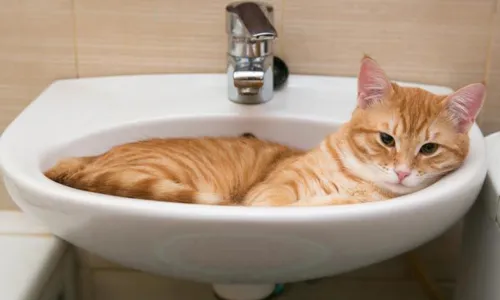 
				
					O que você deve saber sobre banho em cães e gatos
				
				