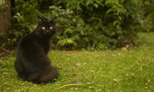 
				
					Já cruzou com um gato preto hoje?
				
				