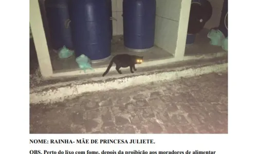 
				
					Advogado de 22 gatos pede urgência à Justiça sobre processo contra condomínio
				
				