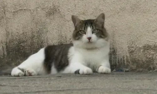 
				
					Mais de 20 gatos entram na Justiça contra condomínio que tenta impedir animais no local
				
				