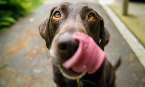 
                                        
                                            "Por que meu cachorro come cocô?"
                                        
                                        