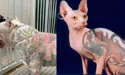 
				
					Câmara dos Deputados aprova proibição de tatuagem e piercing em cães e gatos
				
				