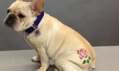 
				
					Câmara dos Deputados aprova proibição de tatuagem e piercing em cães e gatos
				
				