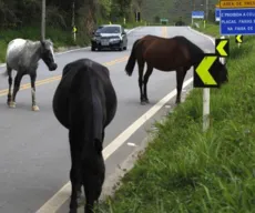 Relação sexual com animal pode dar câncer