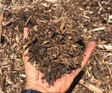 Projeto distribui gratuitamente adubo orgânico com base de borra de café em Cabedelo