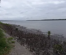 Vegetação do mangue é cortada sem autorização na praia do Jacaré, em Cabedelo