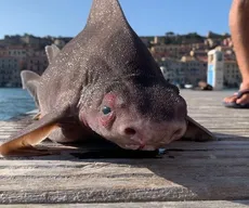 Focinho de porco não é tomada, é tubarão!