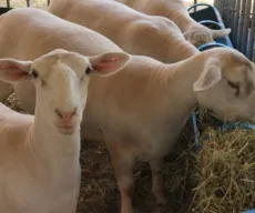 Expo Apacco 2021: exposição de ovinos e caprinos começa nesta segunda-feira em Campina Grande