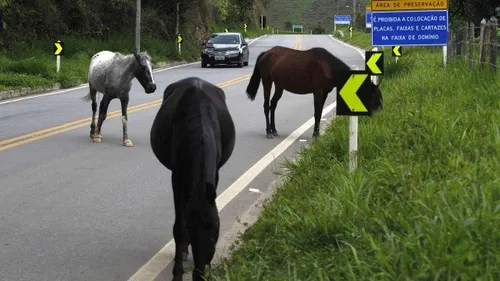 
				
					DER terá que indenizar mãe de motorista que morreu ao bater no cavalo em rodovia da Paraíba
				
				