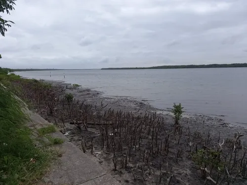 
				
					Vegetação do mangue é cortada sem autorização na praia do Jacaré, em Cabedelo
				
				