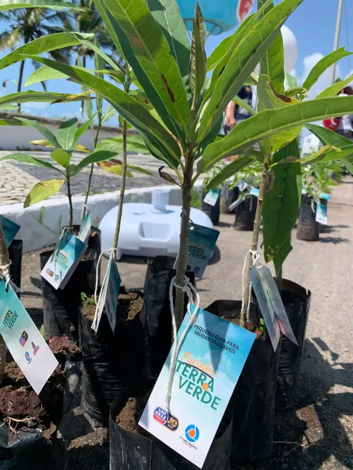 
				
					'Paraíba Terra Verde' realiza primeira distribuição de mudas de árvores em Cabedelo
				
				