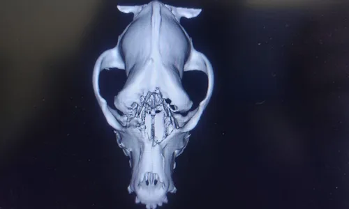 
                                        
                                            Impressora 3D otimiza cirurgias em animais no Hospital Veterinário da UFCG, no Sertão
                                        
                                        