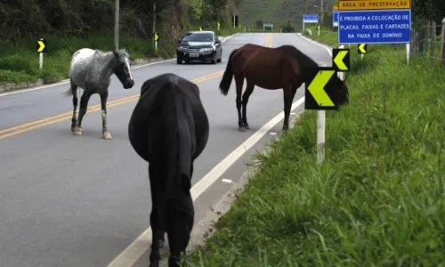 
                                        
                                            DER terá que indenizar mãe de motorista que morreu ao bater no cavalo em rodovia da Paraíba
                                        
                                        