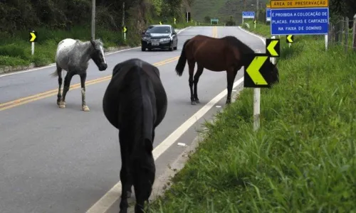 
				
					DER terá que indenizar mãe de motorista que morreu ao bater no cavalo em rodovia da Paraíba
				
				