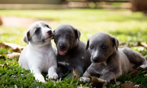 
                                        
                                            Cachorro também fica estressado? Entenda sintomas
                                        
                                        