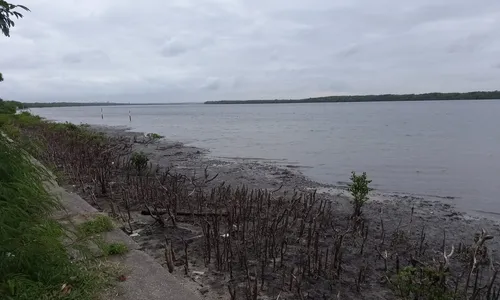 
                                        
                                            Vegetação do mangue é cortada sem autorização na praia do Jacaré, em Cabedelo
                                        
                                        