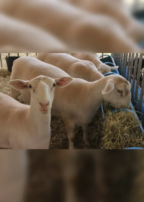 
                                        
                                            Expo Apacco 2021: exposição de ovinos e caprinos começa nesta segunda-feira em Campina Grande
                                        
                                        