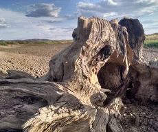 TCE dá 45 dias para Estado e 188 municípios apresentarem plano de combate à desertificação