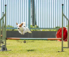 Tutor animado, cão desportista!