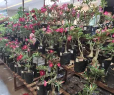Rosas do Deserto são vendidas em feira em João Pessoa até o domingo (10)