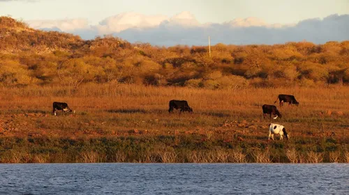 
				
					A caatinga está morrendo: Paraíba tem 45 cidades em risco de desertificação
				
				