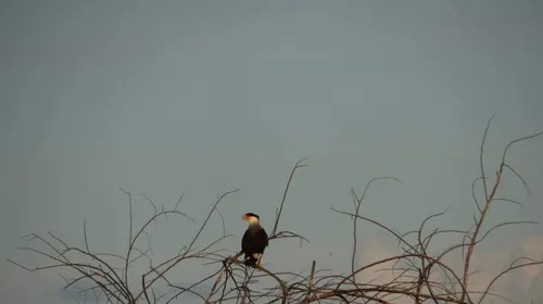 
				
					A caatinga está morrendo: Paraíba tem 45 cidades em risco de desertificação
				
				